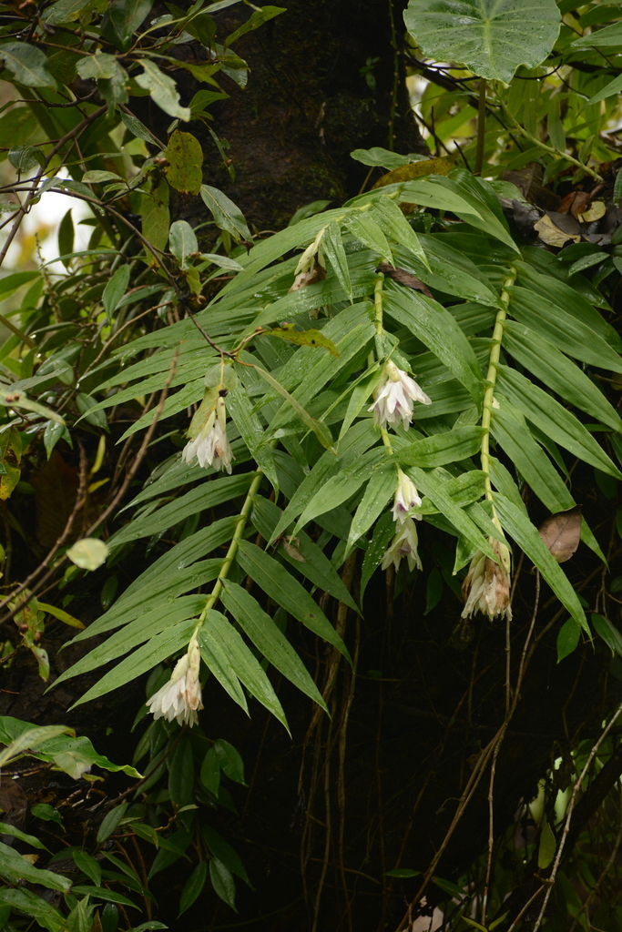 Thunia alba