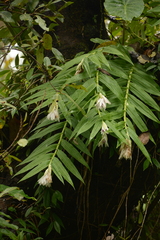 Thunia alba