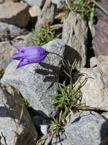 Perforate Bellflower (Campanula excisa)