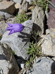 Campanula excisa, photograph (c) Alessia Guggisberg, some rights reserved (CC BY-SA)