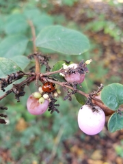 Coccinella septempunctata