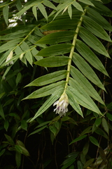 Thunia alba, photograph (c) Siddarth Machado, some rights reserved (CC BY)