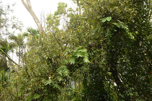 Thunia alba, photograph 4
