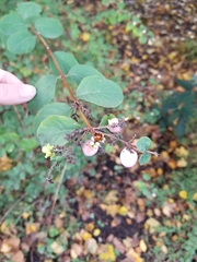 Coccinella septempunctata