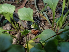 Viola cleistogamoides