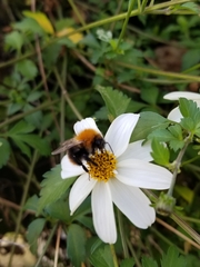 Bombus