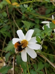 Bombus