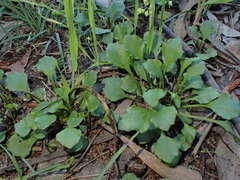 Viola cleistogamoides