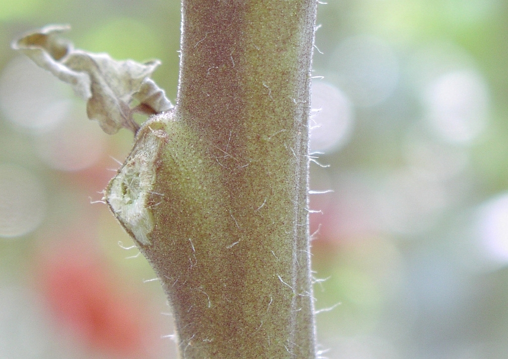 Tomato russet mite