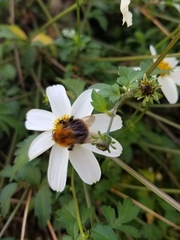 Bombus