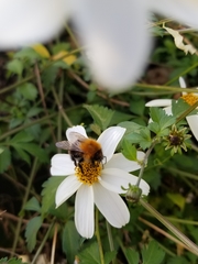Bombus