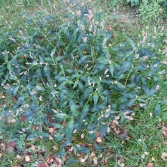 Persicaria maculosa