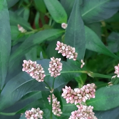 Persicaria maculosa