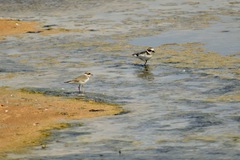 Charadrius hiaticula