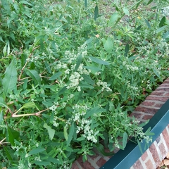 Chenopodium album