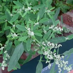 Chenopodium album