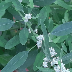Chenopodium album