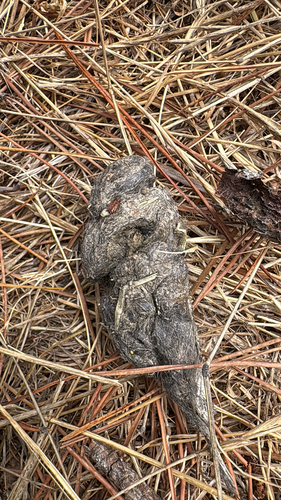 iNaturalist observation photo of Carnivorans