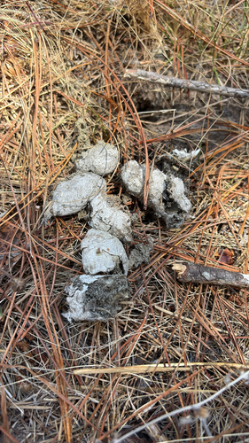 iNaturalist observation photo of Carnivorans