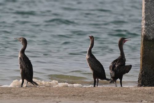 Socotra Cormorant (Phalacrocorax nigrogularis), photo 5