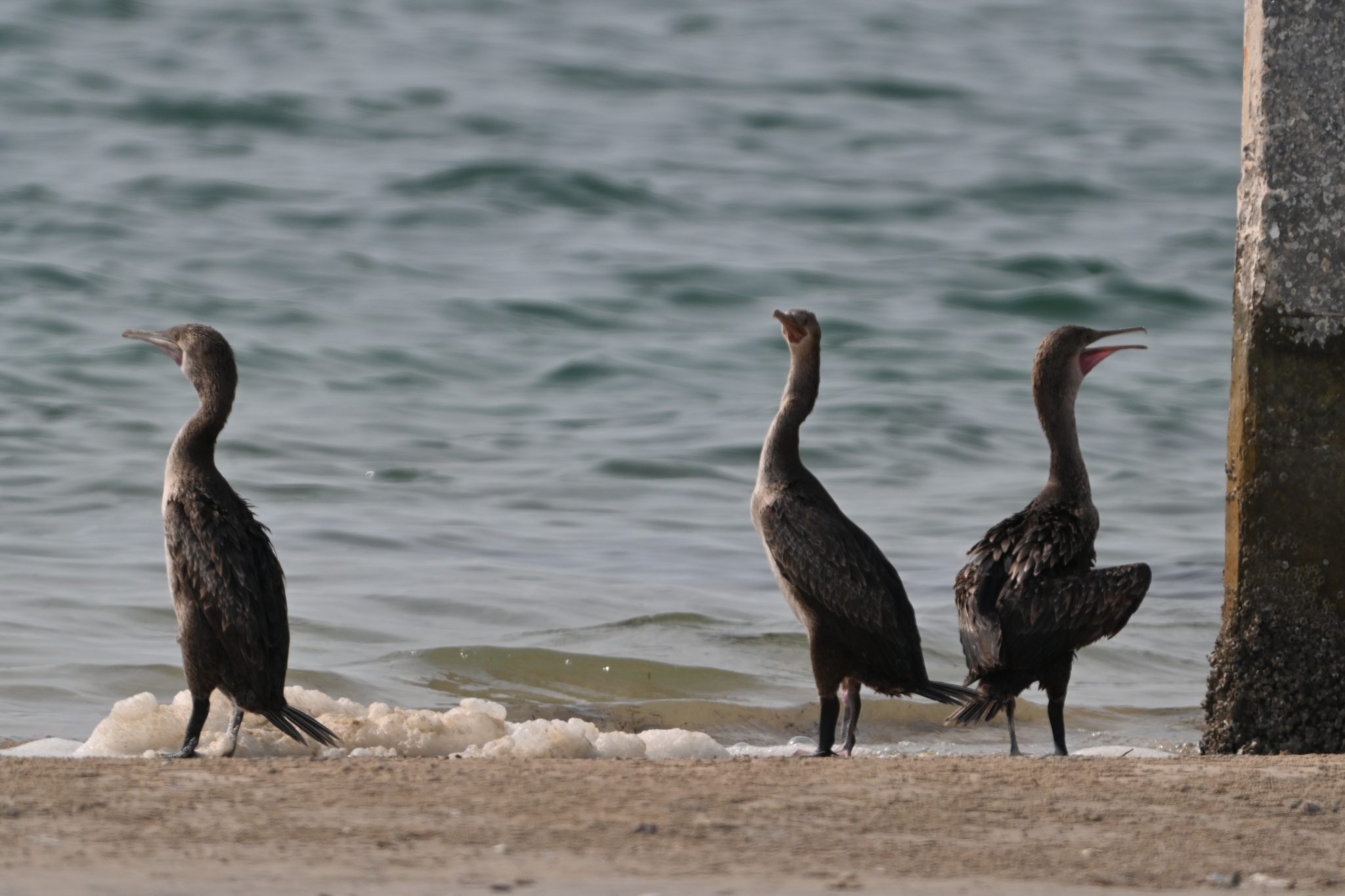 Socotra Cormorant (Phalacrocorax nigrogularis), photo 3