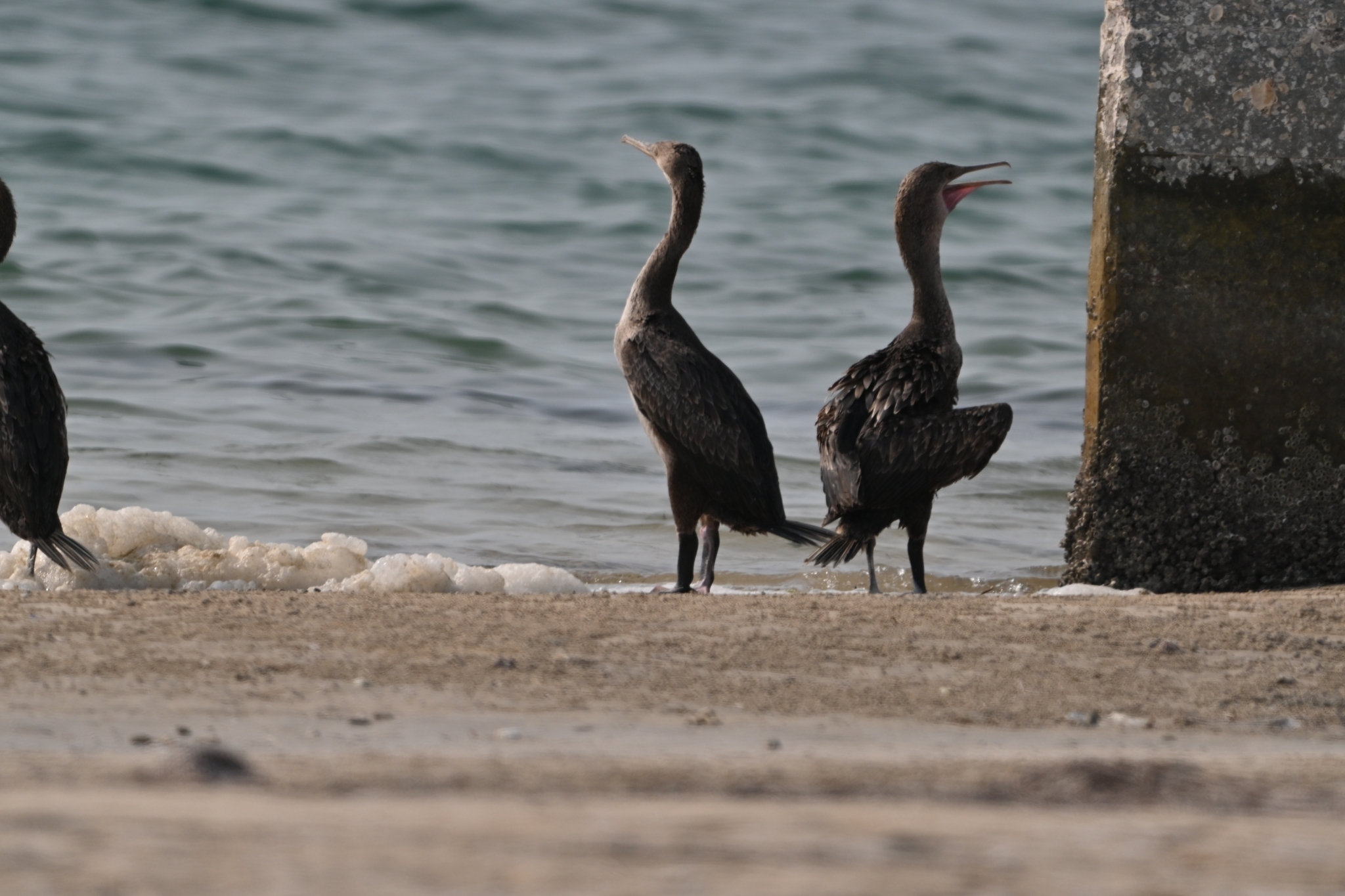 Socotra Cormorant (Phalacrocorax nigrogularis), photo 4