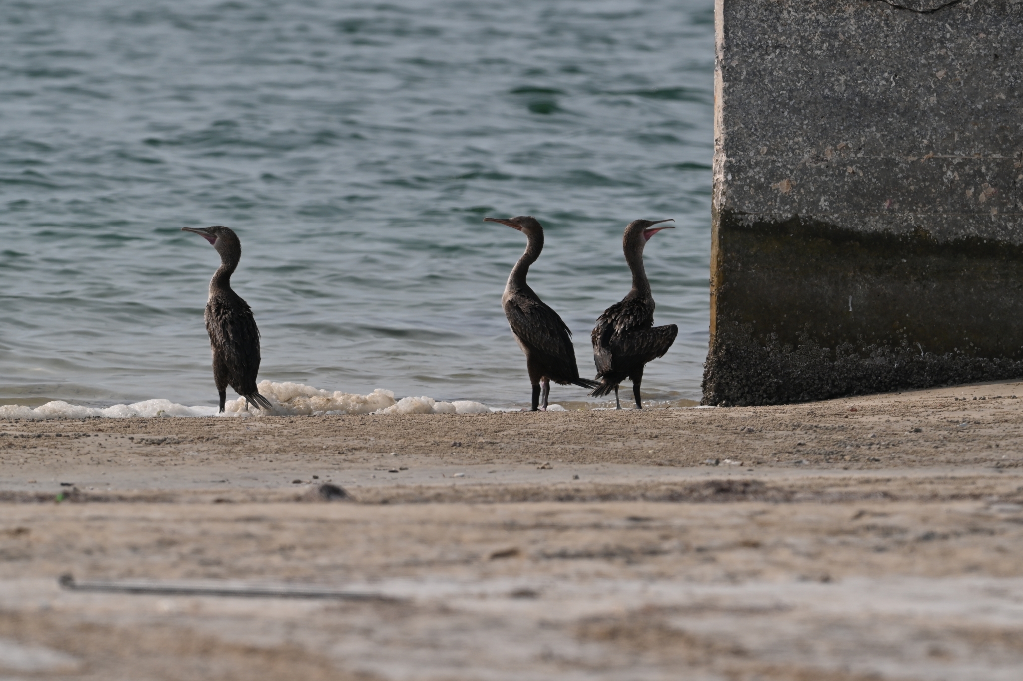 Socotra Cormorant (Phalacrocorax nigrogularis), photo 5