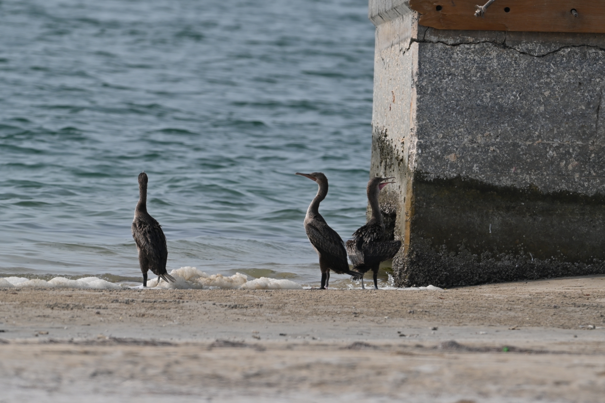 Socotra Cormorant (Phalacrocorax nigrogularis), photo 6