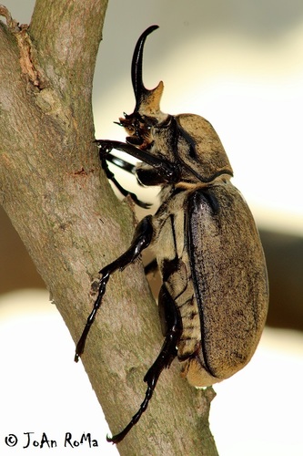 Occidental Elephant Beetle