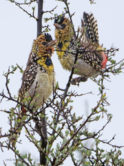 Trachyphonus darnaudii