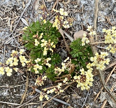 Stylidium acuminatum