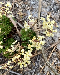 Stylidium acuminatum