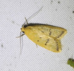 Eulechria subpunctella