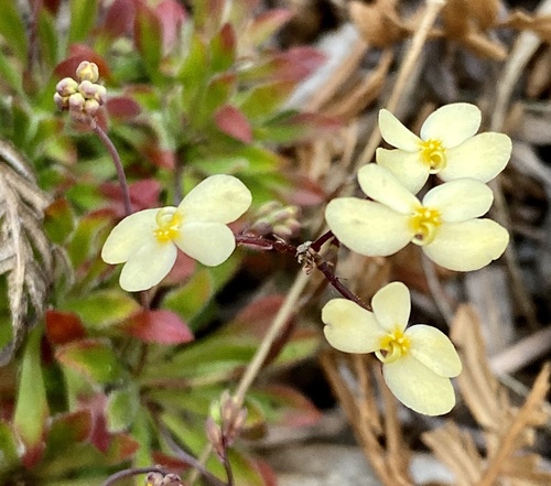 Stylidium acuminatum · iNaturalist