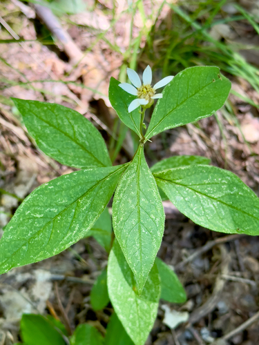 Doellingeria infirma (Michx.) Greene