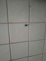 Diptera