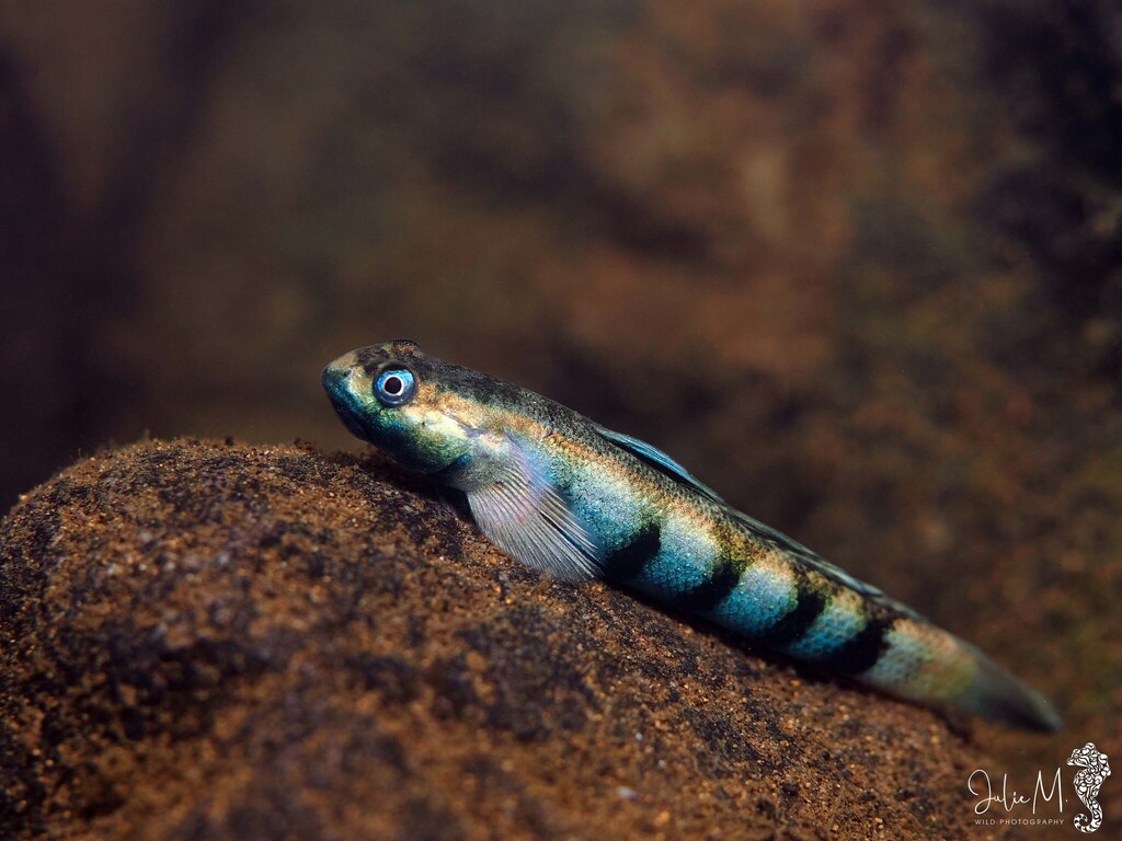 Spotted Algae-Eating Goby