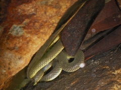 Anderson's Mountain Keelback photo 2