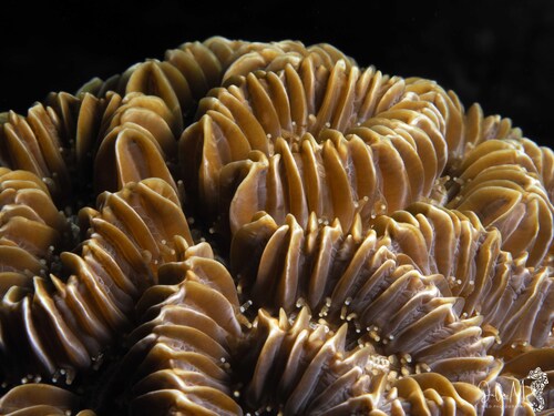 Foto de Coral laberinto (Meandrina meandrites)