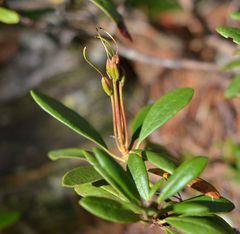 Rhododendron aureum
