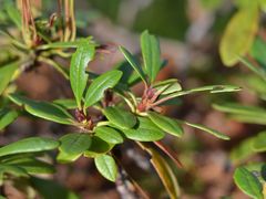 Rhododendron aureum
