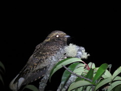 Antrostomus arizonae