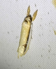 Compsotorna oligarchica