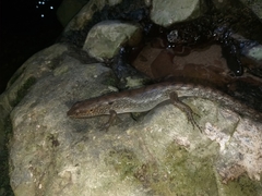 Tropidophorus beccarii