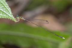 Amphicnemis gracilis