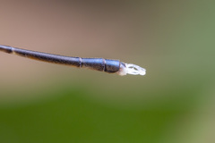 Amphicnemis gracilis