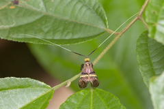 Nemophora decisella