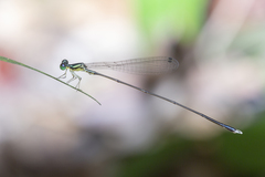 Amphicnemis gracilis