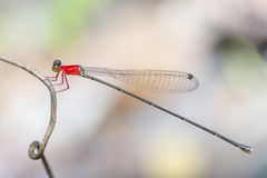 Amphicnemis gracilis