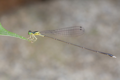 Amphicnemis gracilis